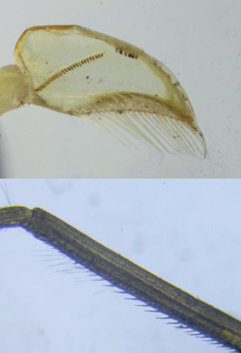 Réf. 223 982 : Sigara falleni
